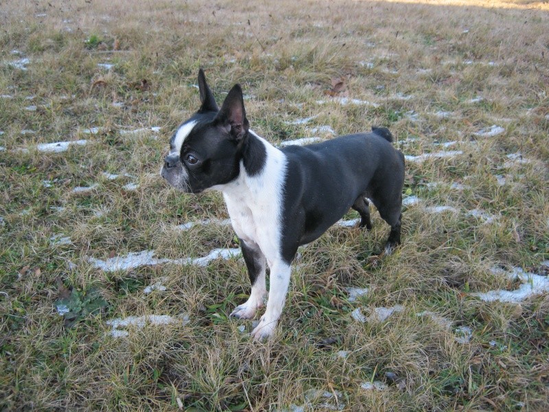 terrier - Fée boston terrier et la nature l'hiver... - Page 3 25-12-19