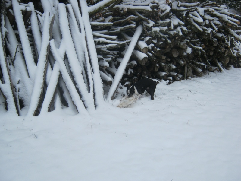 terrier - Fée boston terrier et la nature l'hiver... - Page 2 30-01-19