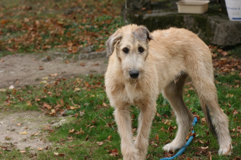 bébés irish wolfhound levrier irlandais LOF Img_4710