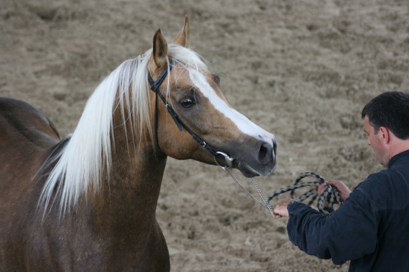 Twenty Gold Blue Eye, DSA palomino Img_8411