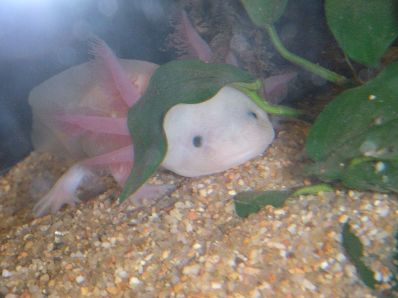 Ma Fifille axolotl Aquari19