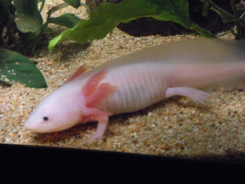 Ma Fifille axolotl Aquari21