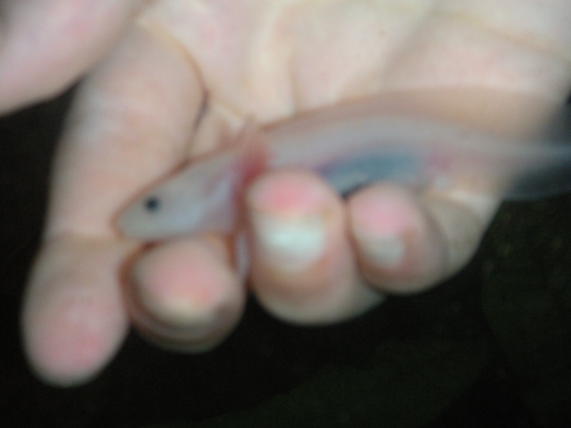 Ma Fifille axolotl Aquari22