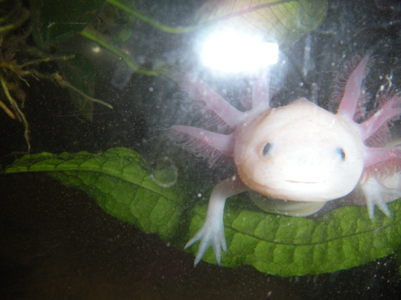 Ma Fifille axolotl Aquari23