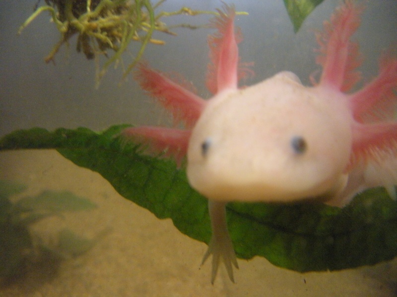 Ma Fifille axolotl Aquari25