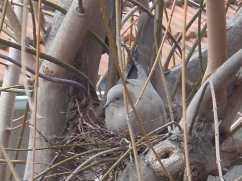 Un couple de tourterelle turque fait sont nid. 05913