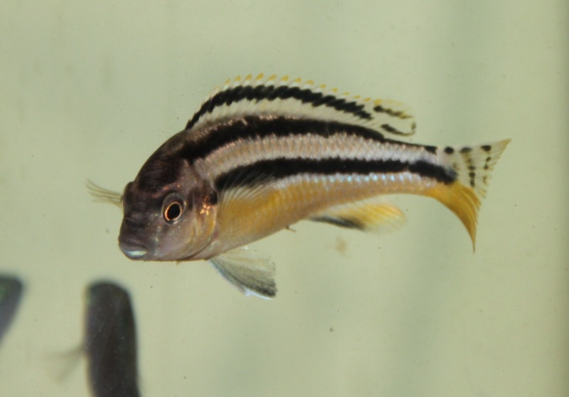 [ Vend ] Melanochromis Auratus Chipokae [ 93 ] Img_9916