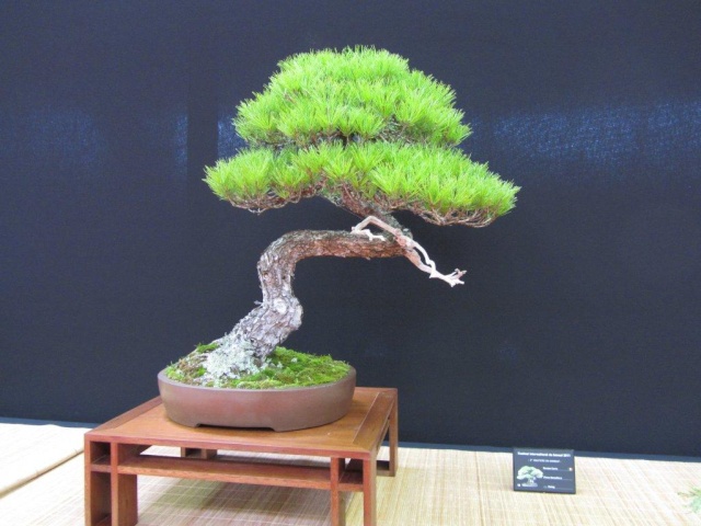 festival international de bonsai saulieu 2011 Img_0747