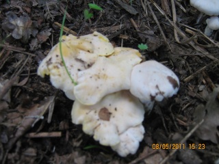 I funghi Img_0911