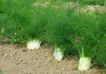 fenouil Images96