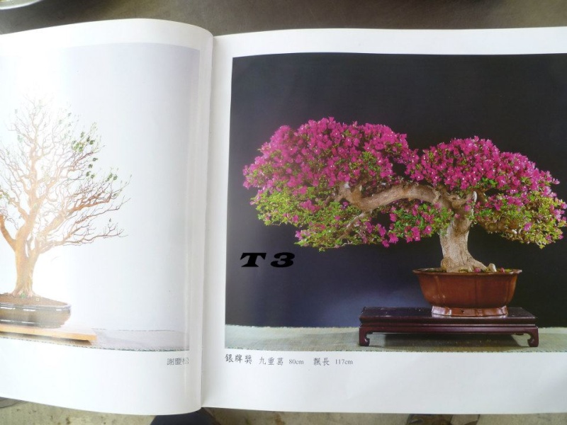 First bonsai help needed - Page 3 53889210