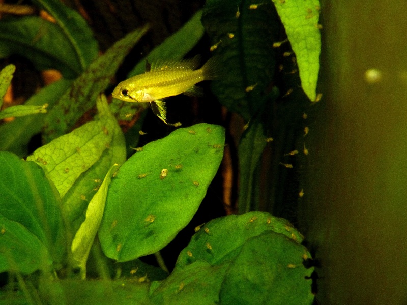 Repro d'un Cichlidae nain bien sympa : Apistogramma trifasciata Apisto56