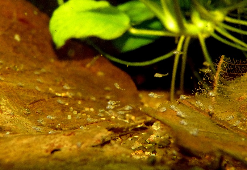 Repro d'un Cichlidae nain bien sympa : Apistogramma trifasciata Apisto60