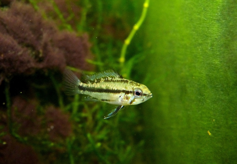 Repro d'un Cichlidae nain bien sympa : Apistogramma trifasciata Apisto72