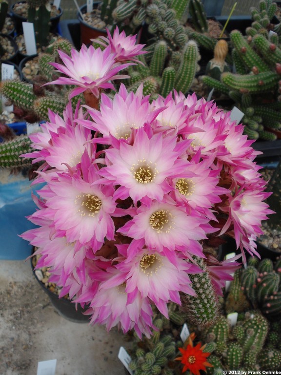 Chamaecereus Hybride 'Edith' Chamae21