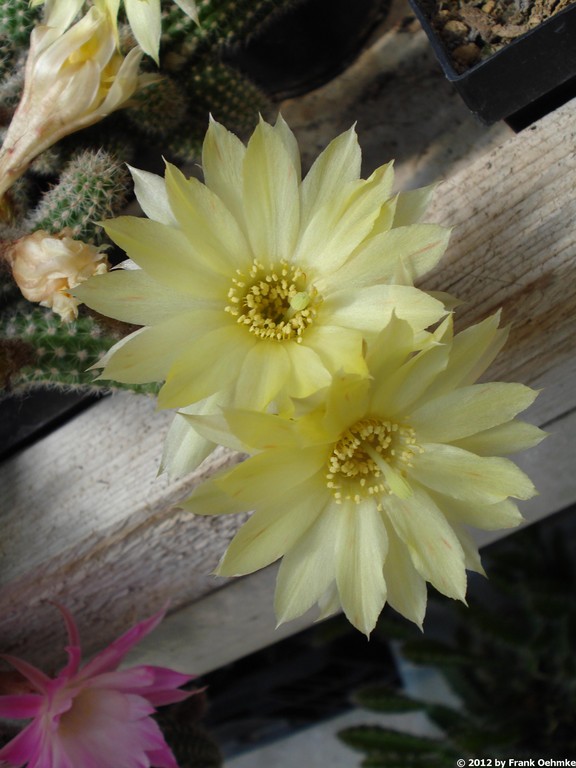 2012, jede Woche neue Blüten im Gewächshaus im Norden - Seite 9 Chamae50