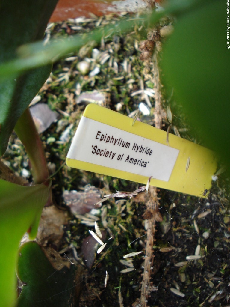 Epiphyllum Hybride Dsc04512