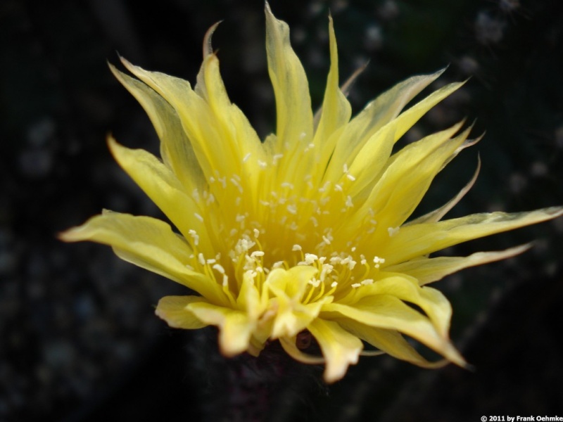 Variegate Echinopsis Hybride 'Johnsons Greengold' Dsc05613