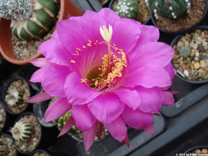 Echinopsis Hybride Nr. 210 'Numner 1' Rheingold Echin136