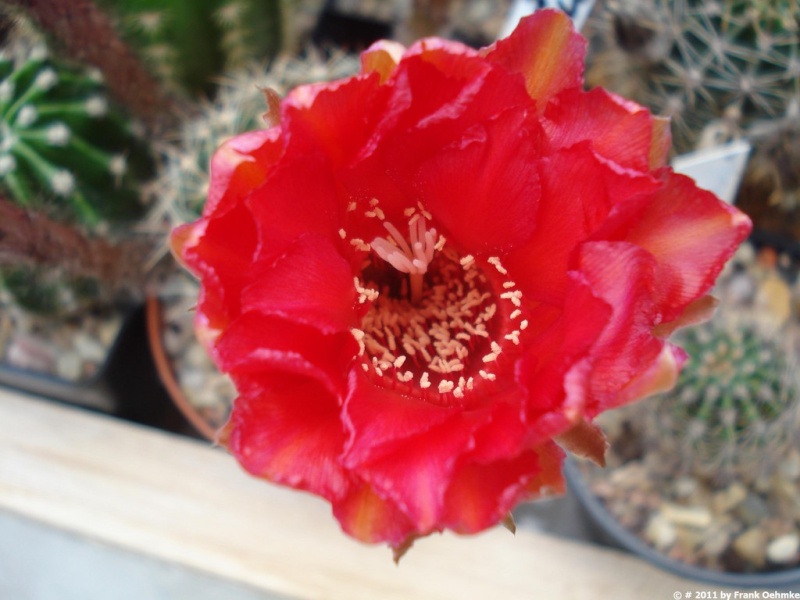 Echinopsis Hybride Nr. 290 'Corrida' Rheingold Echino22