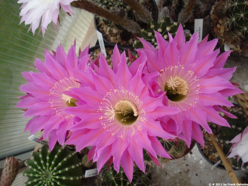 Echinopsis Hybride 'Maria Piazza' Schick Echino37