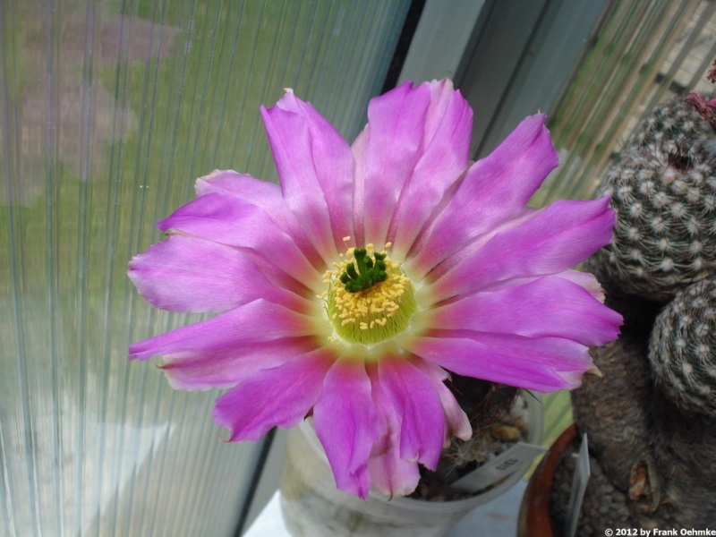 2012, jede Woche neue Blüten im Gewächshaus im Norden - Seite 9 Echino86