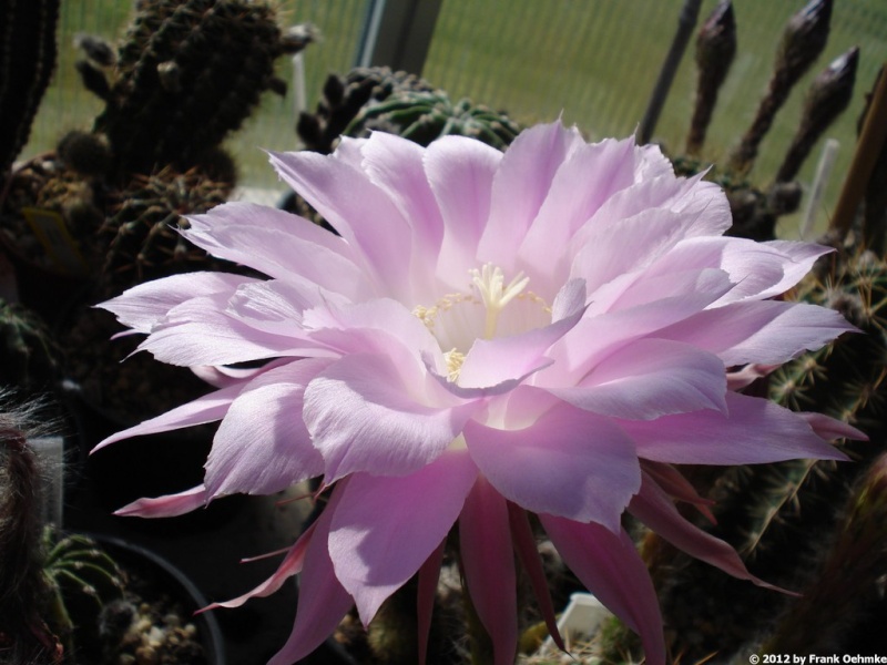 2012, jede Woche neue Blüten im Gewächshaus im Norden - Seite 9 Echino92