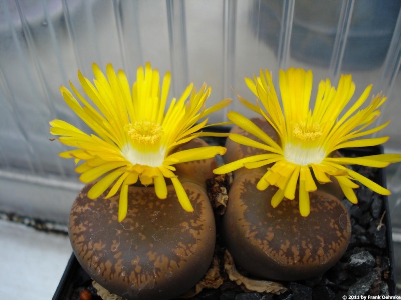 Lithops 2011 Lithop15