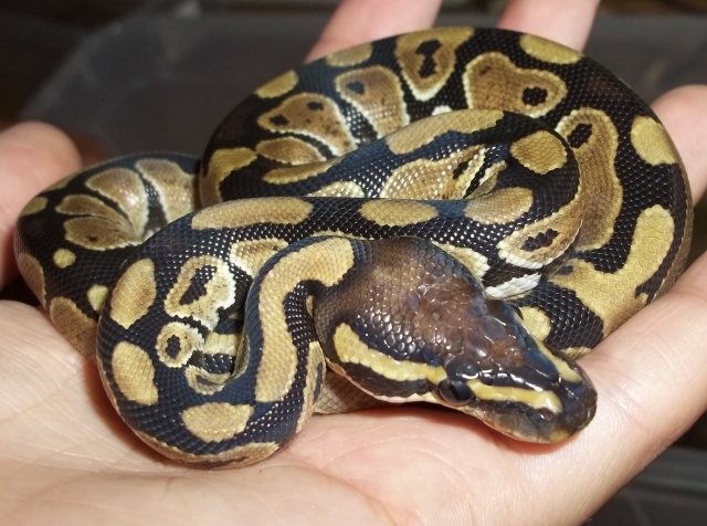 Kaori : Mon python regius ! 02911