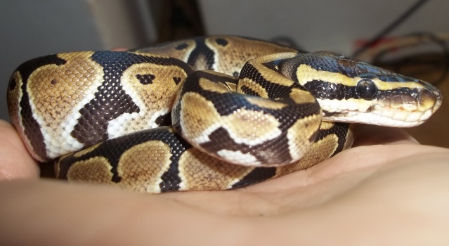 Kaori : Mon python regius ! 03111