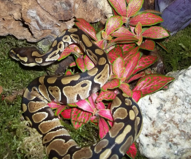 Kaori : Mon python regius ! 04510