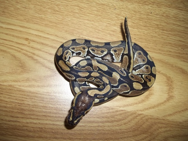 Kaori : Mon python regius ! 04710