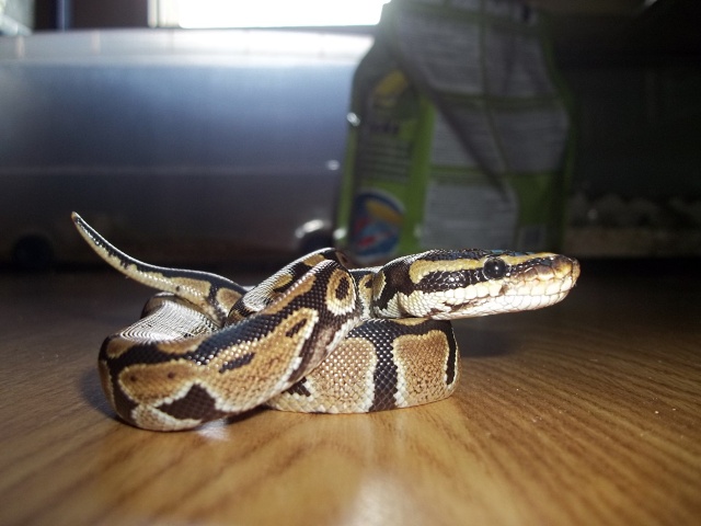 Kaori : Mon python regius ! 04810