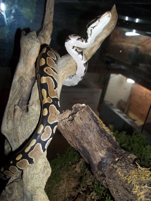 Kaori : Mon python regius ! 05210