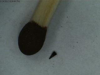 my smallest  tooth from Aust Small_17