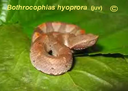 Bothrocophias hyoprora Hypora10