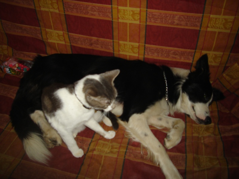 Mon chat et mon chien :) Filou_10