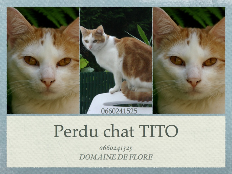 Trouvé chat roux et blanc, proximité vignoble de Valencienne Tito-110