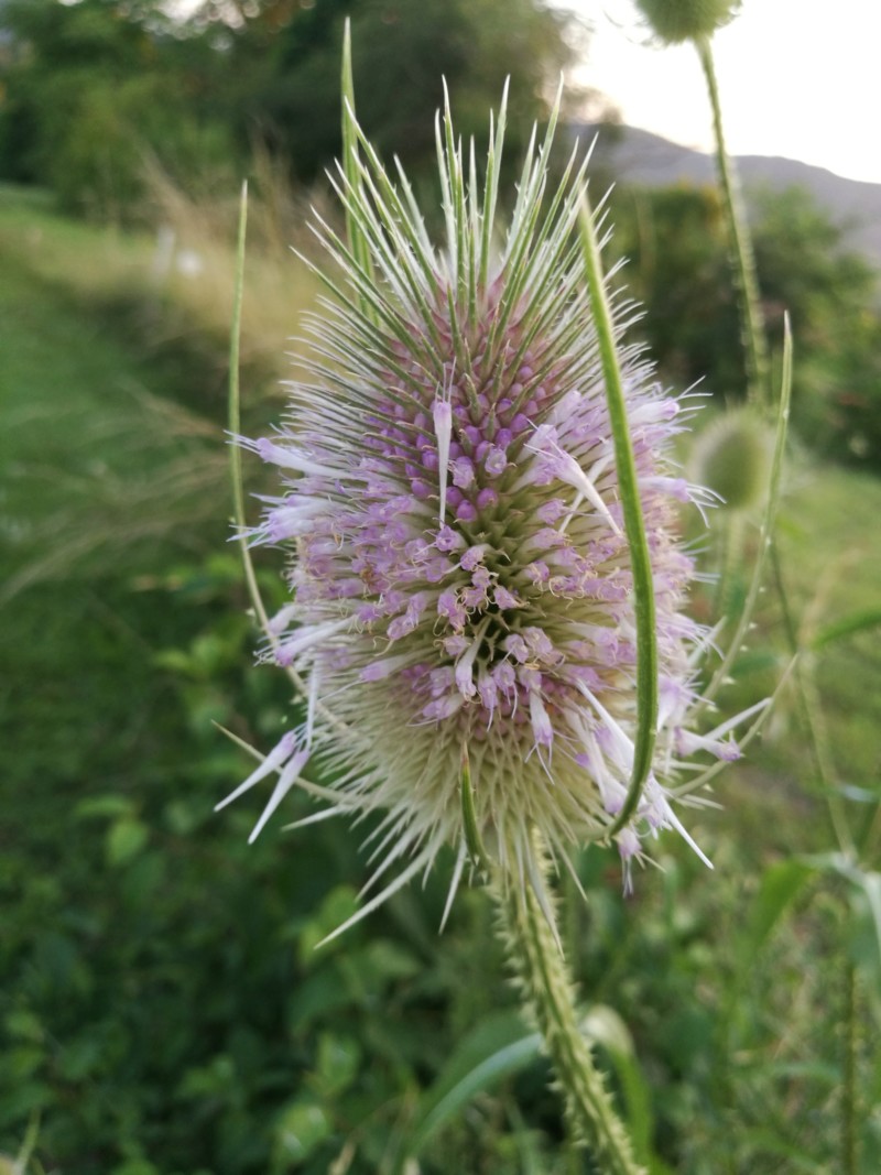 Chardon du soir 20180717