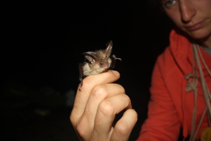 Étude et suivi de la population de chauve-souris en Bretagne Captur14