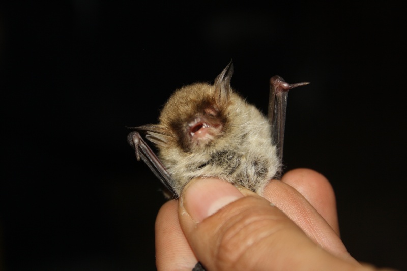 Étude et suivi de la population de chauve-souris en Bretagne Captur17