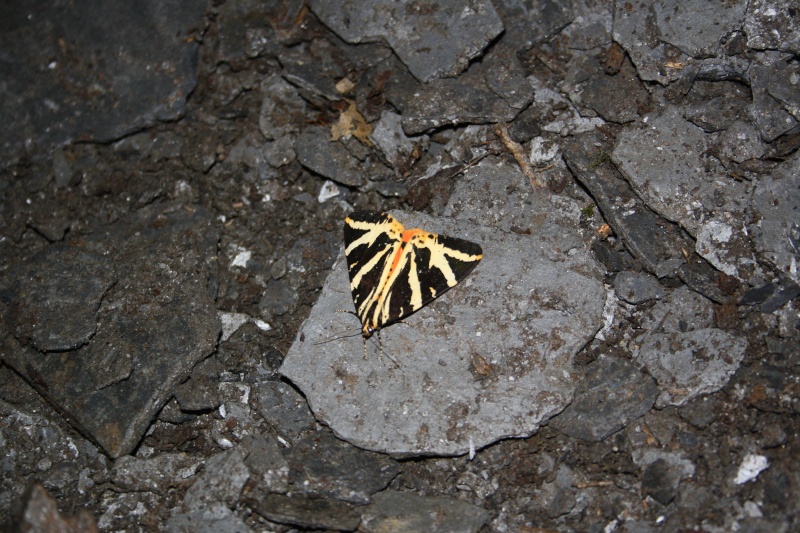 [Ecaille chinée] Papillon de nuit...lequel? Img_3825