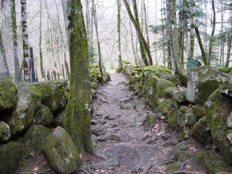 [Photos] Photos dans la forêt 8D P1010212