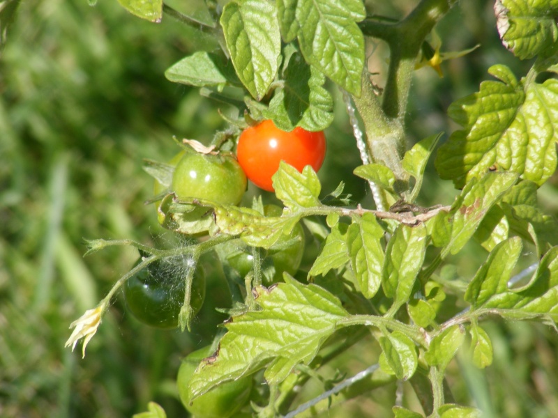 Tomato Tuesday Thread (N&C Midwest).. - Page 5 Dscf0917