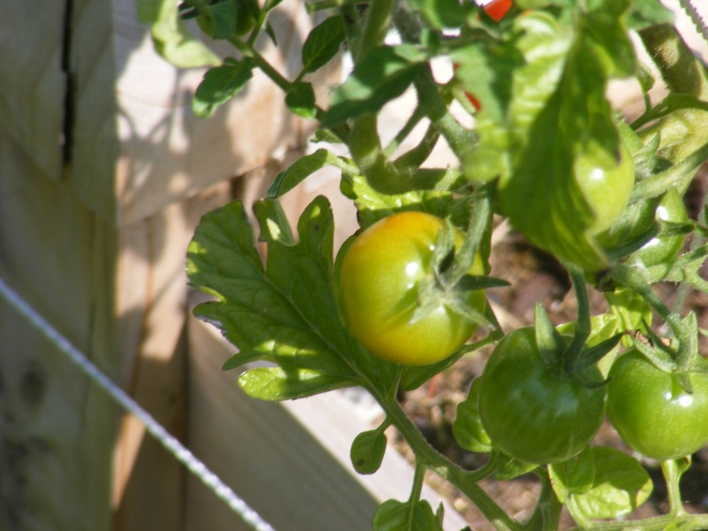 Tomato Tuesday Thread (N&C Midwest).. - Page 5 Dscf0918
