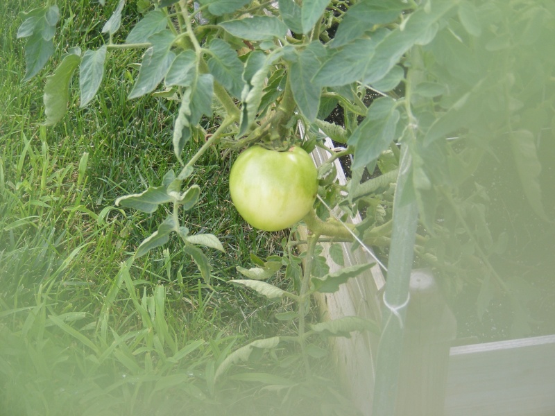 Tomato Tuesday Thread (N&C Midwest).. - Page 8 Dscf1010