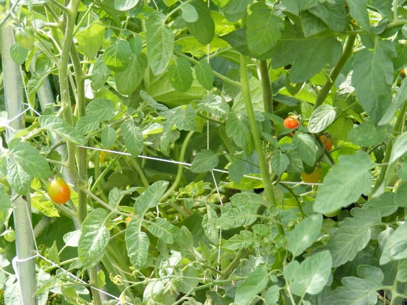 Tomato Tuesday Thread (N&C Midwest).. - Page 8 Dscf1012