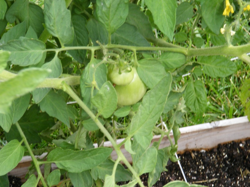 Tomato Tuesday Thread (N&C Midwest).. - Page 8 Dscf1013