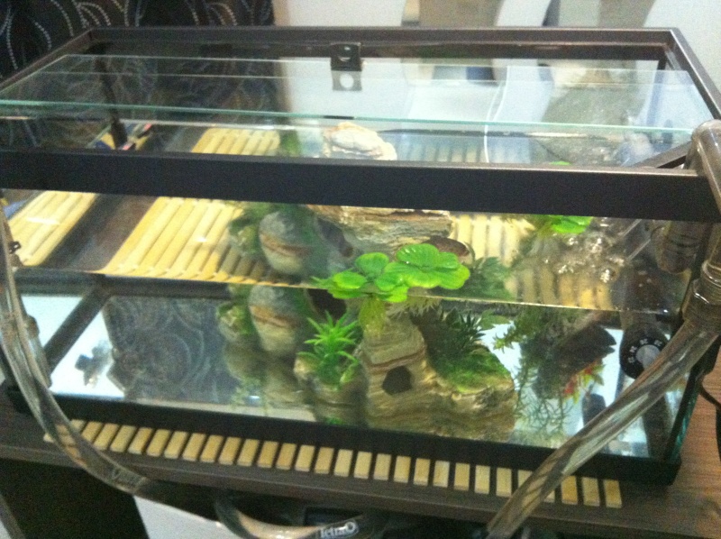 Tortue de Floride + tortue Emydura subglobosa cohabitent ? L_aqua11
