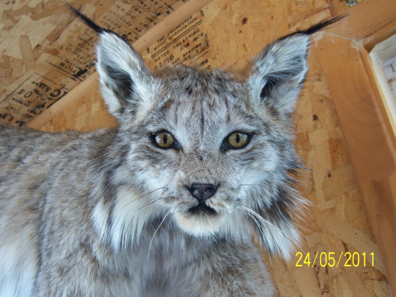 mon lynx Lynx_011